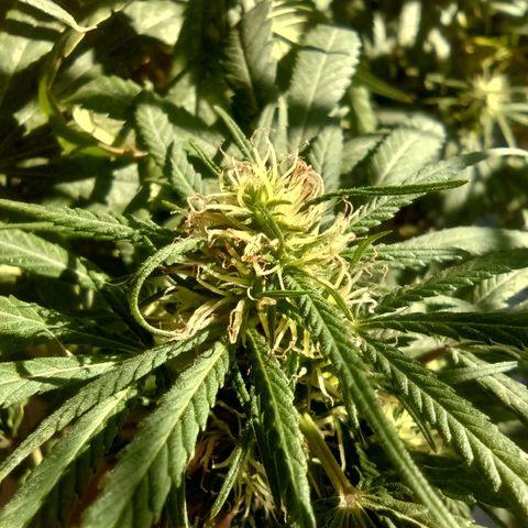 007 growlog timeline photo