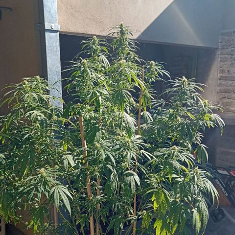 007 growlog timeline photo