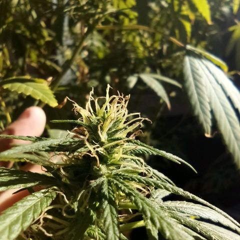 007 growlog timeline photo