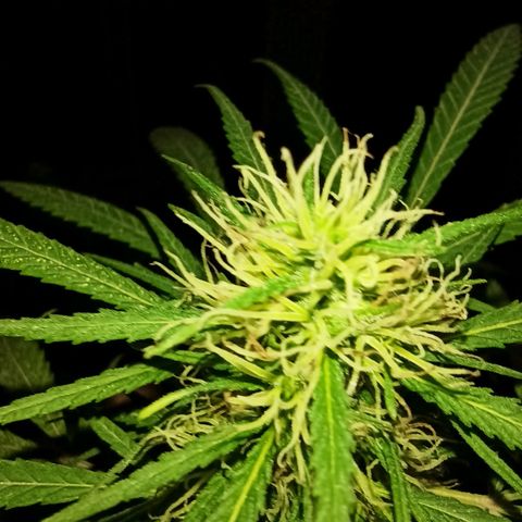 007 growlog timeline photo