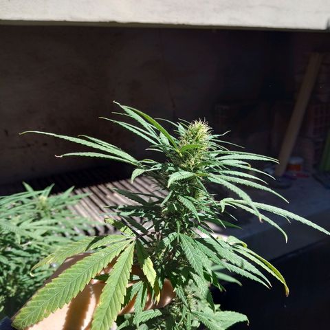 007 growlog timeline photo