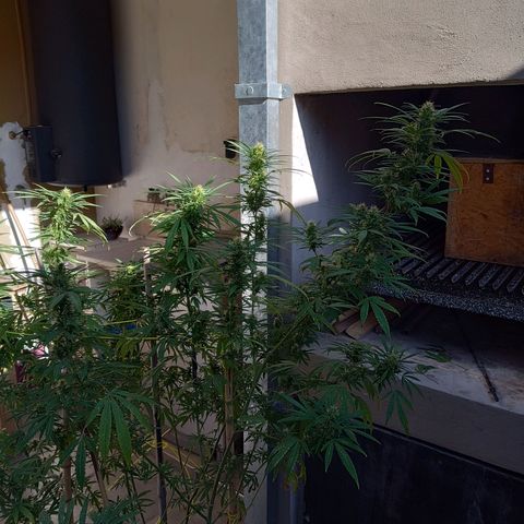 007 growlog timeline photo