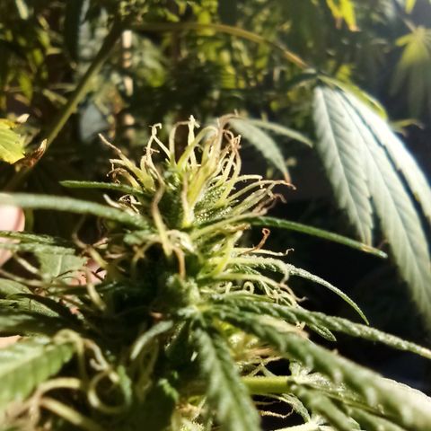 007 growlog timeline photo