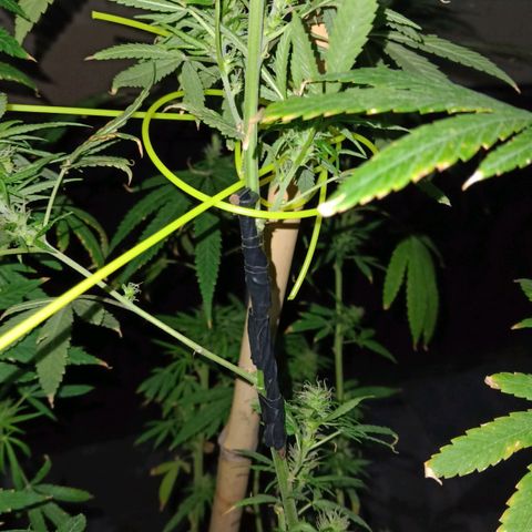 007 growlog timeline photo