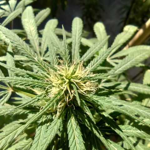 007 growlog timeline photo