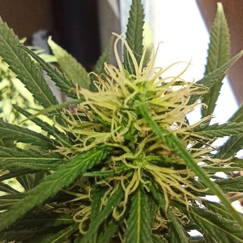 007 growlog timeline photo