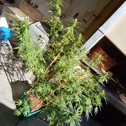 007 growlog timeline photo