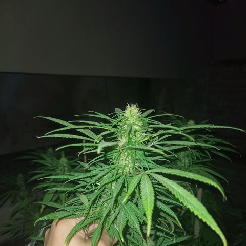 007 growlog timeline photo