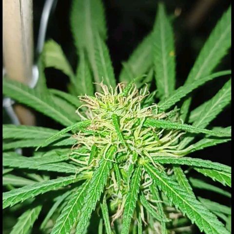 007 growlog timeline photo