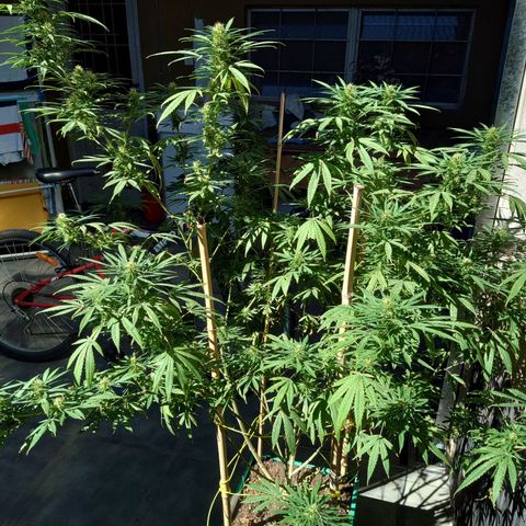 007 growlog timeline photo