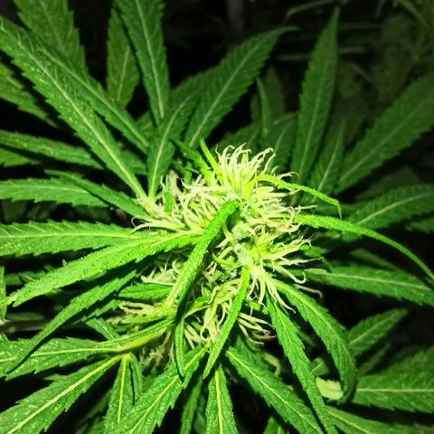007 growlog timeline photo