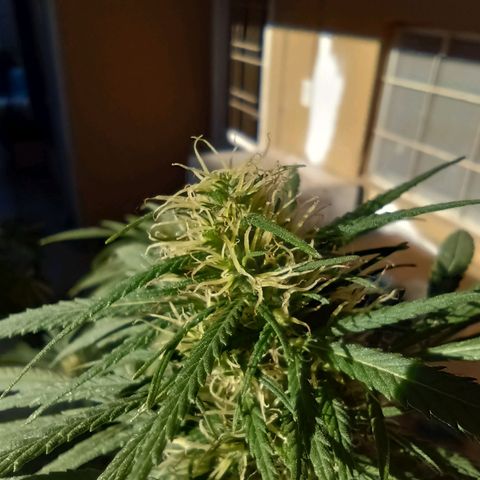 007 growlog timeline photo