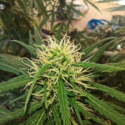 007 growlog timeline photo
