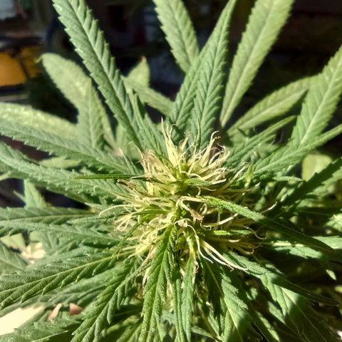 007 growlog timeline photo