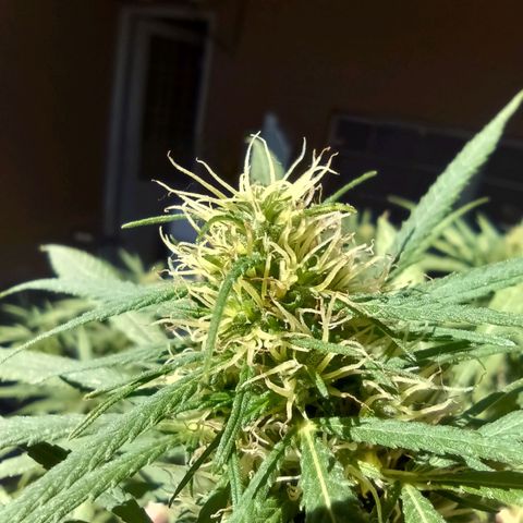 007 growlog timeline photo