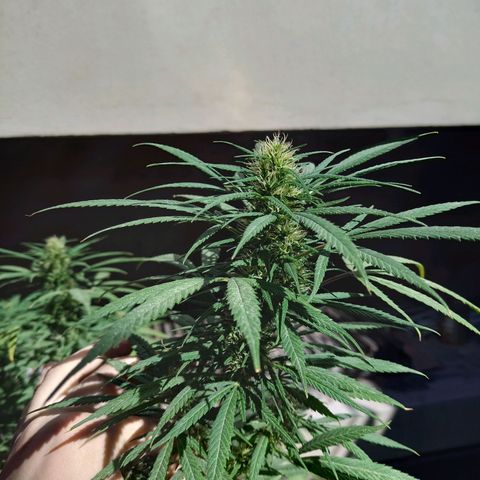 007 growlog timeline photo
