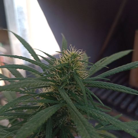 007 growlog timeline photo