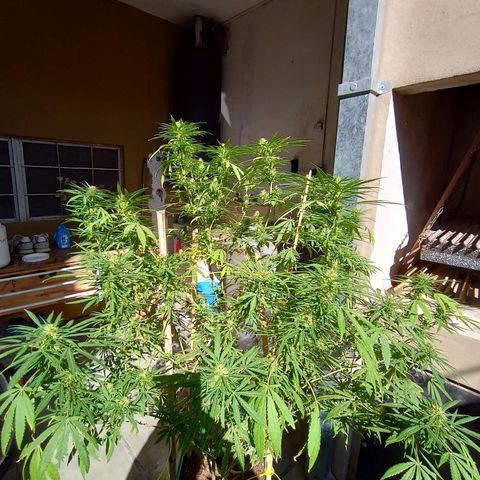 007 growlog timeline photo