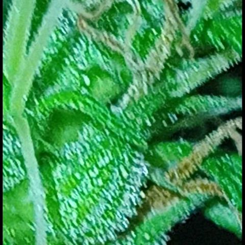 007 growlog timeline photo