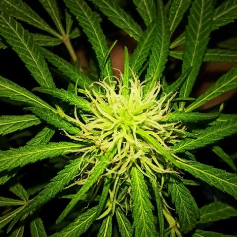 007 growlog timeline photo
