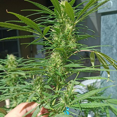007 growlog timeline photo