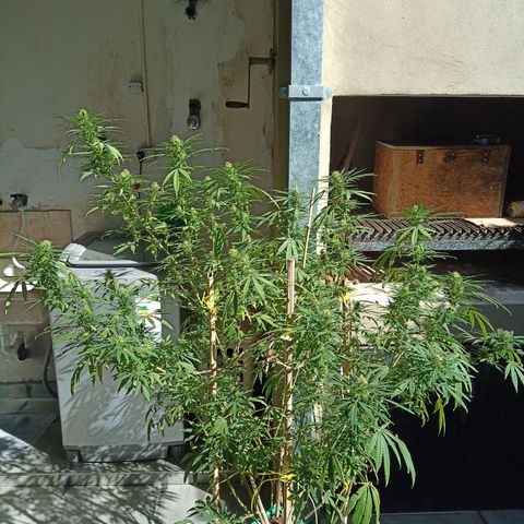 007 growlog timeline photo