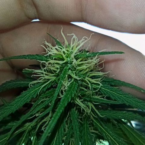 007 growlog timeline photo