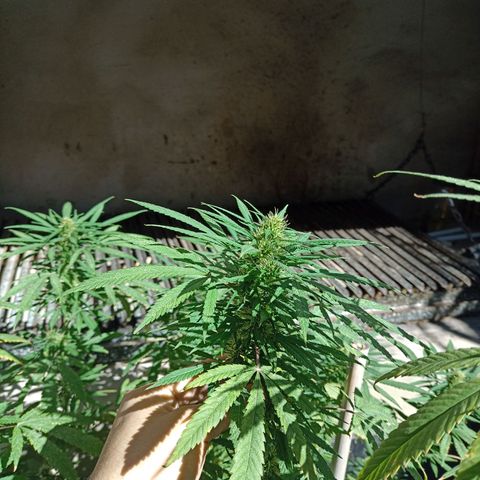 007 growlog timeline photo