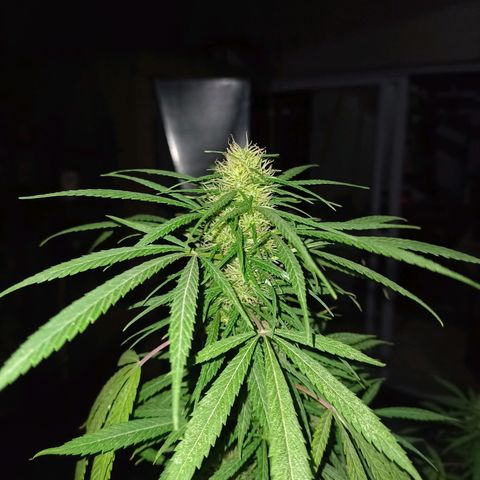 007 growlog timeline photo