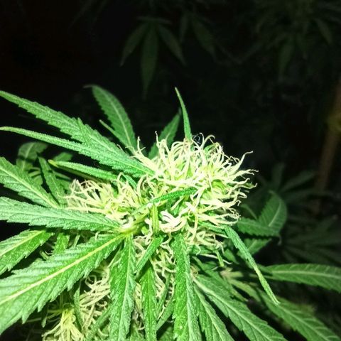 007 growlog timeline photo