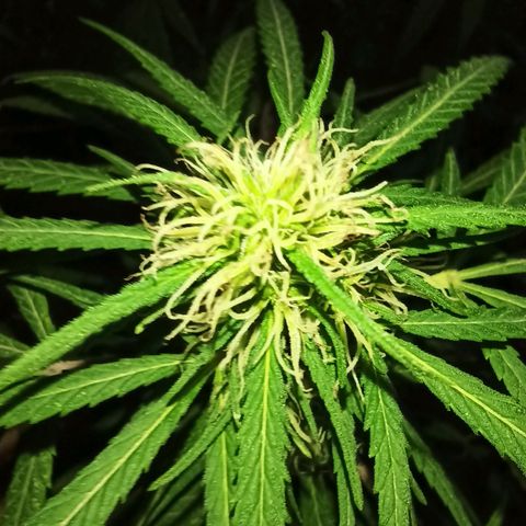 007 growlog timeline photo