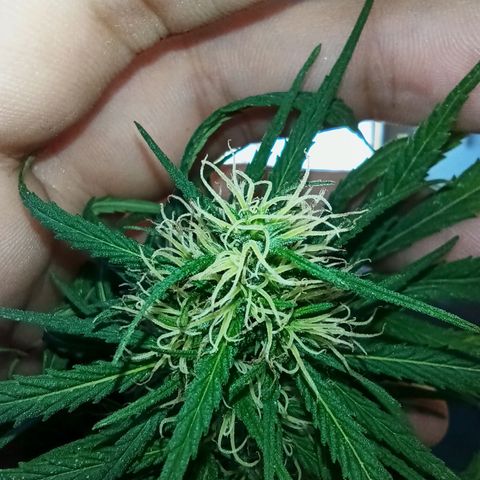 007 growlog timeline photo