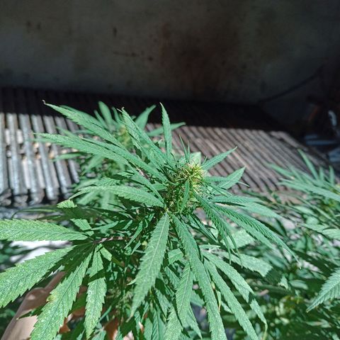 007 growlog timeline photo