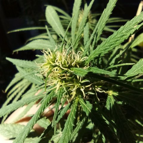 007 growlog timeline photo