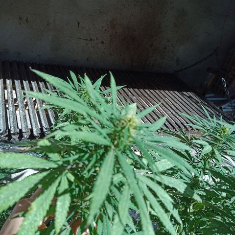 007 growlog timeline photo
