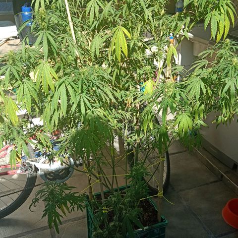 007 growlog timeline photo