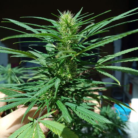 007 growlog timeline photo