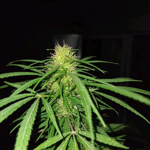 007 growlog timeline photo