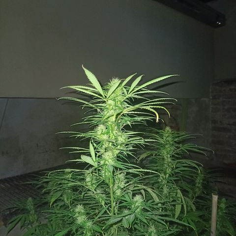 007 growlog timeline photo