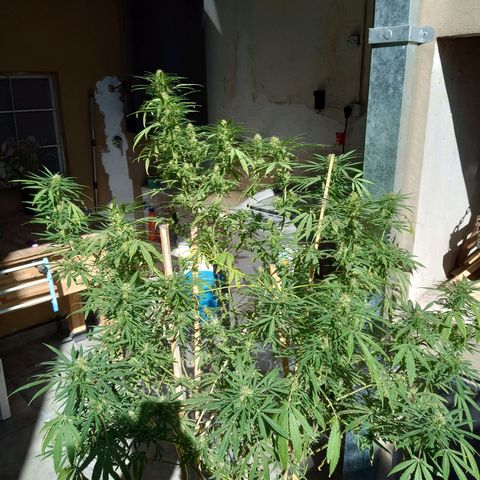 007 growlog timeline photo
