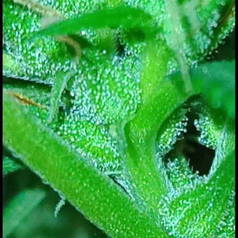 007 growlog timeline photo