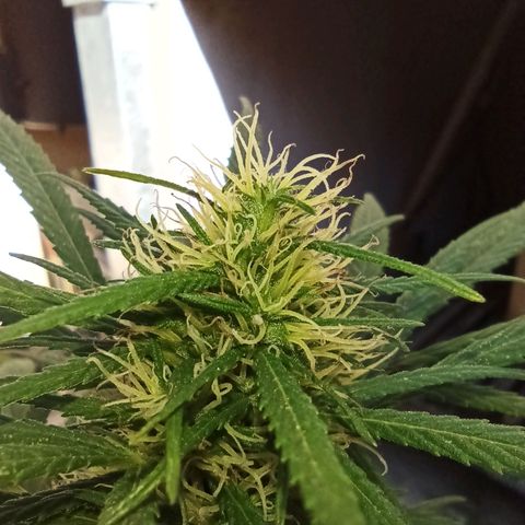 007 growlog timeline photo