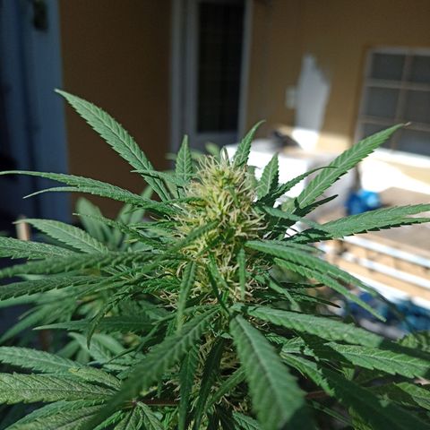 007 growlog timeline photo