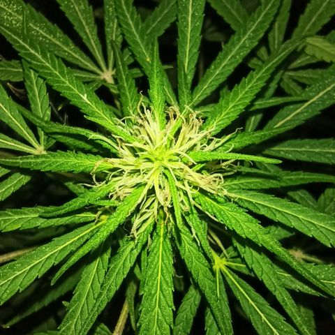 007 growlog timeline photo