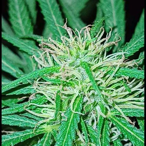 007 growlog timeline photo