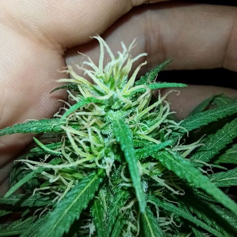 007 growlog timeline photo