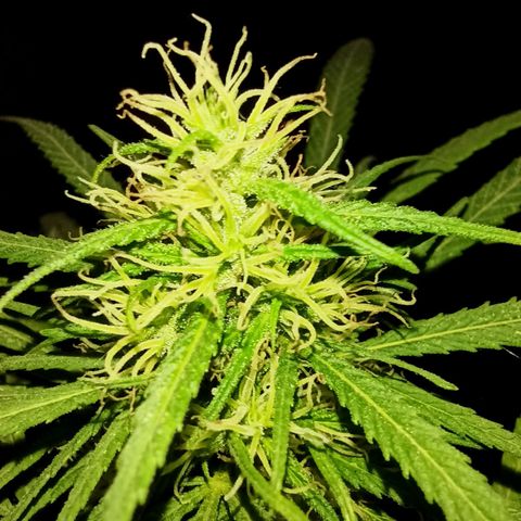 007 growlog timeline photo