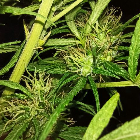 007 growlog timeline photo
