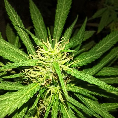 007 growlog timeline photo