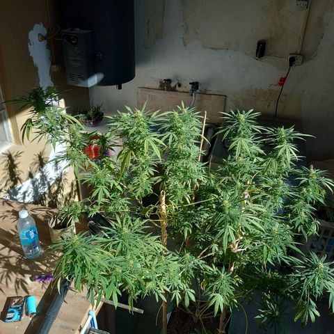 007 growlog timeline photo